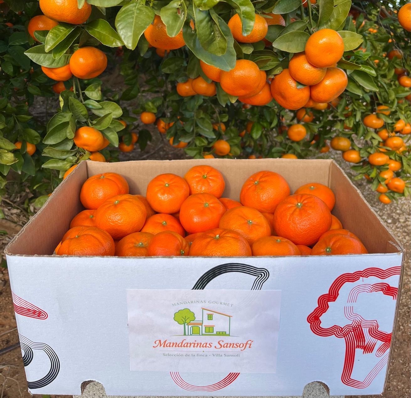 Caja de mandarinas gourmet 5 kg