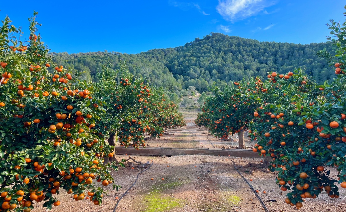 Detalle de mandarinas