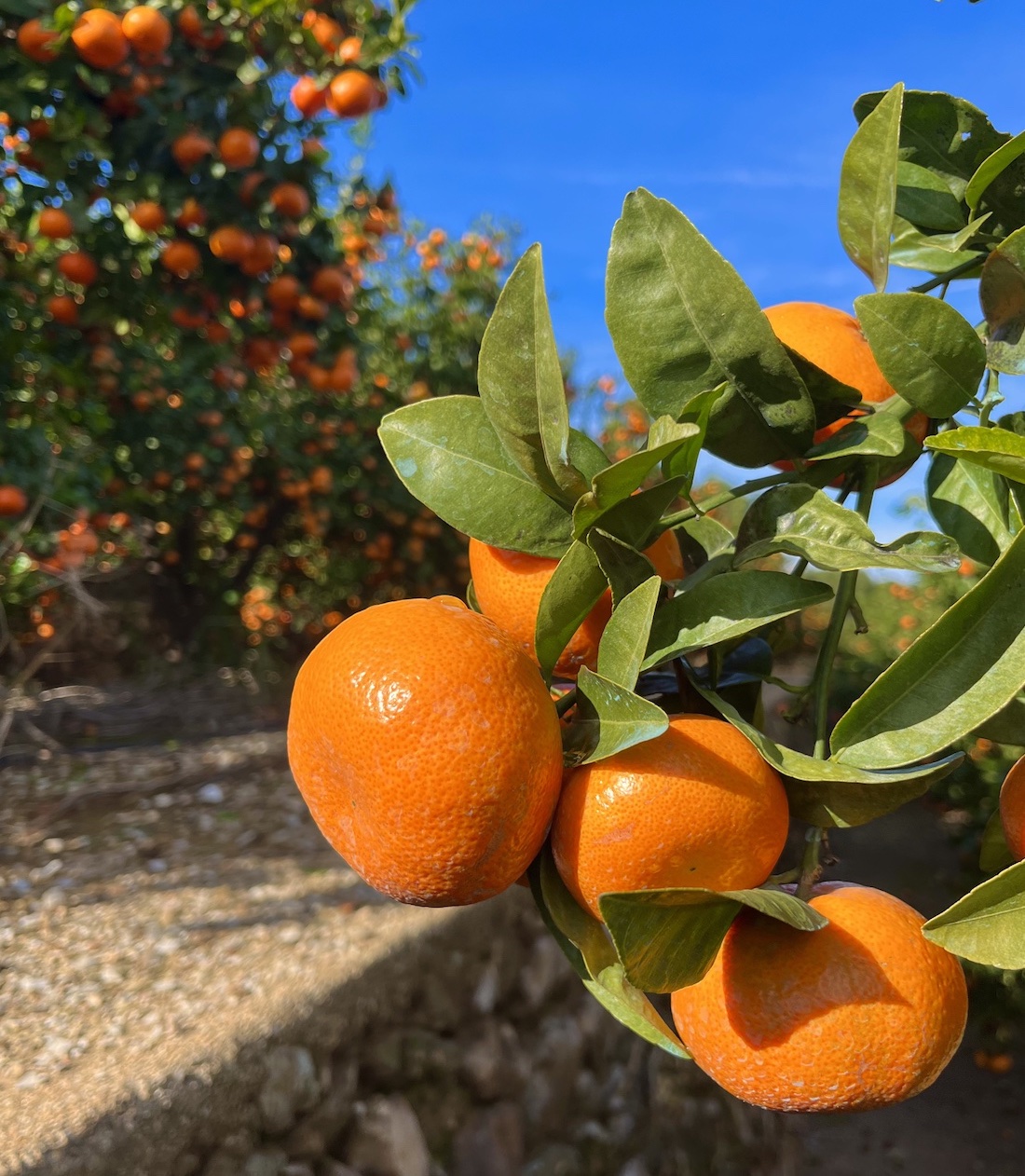 Mandarinas recién cogidas