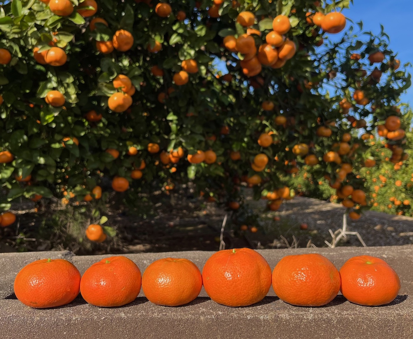 Mandarinas recién cogidas