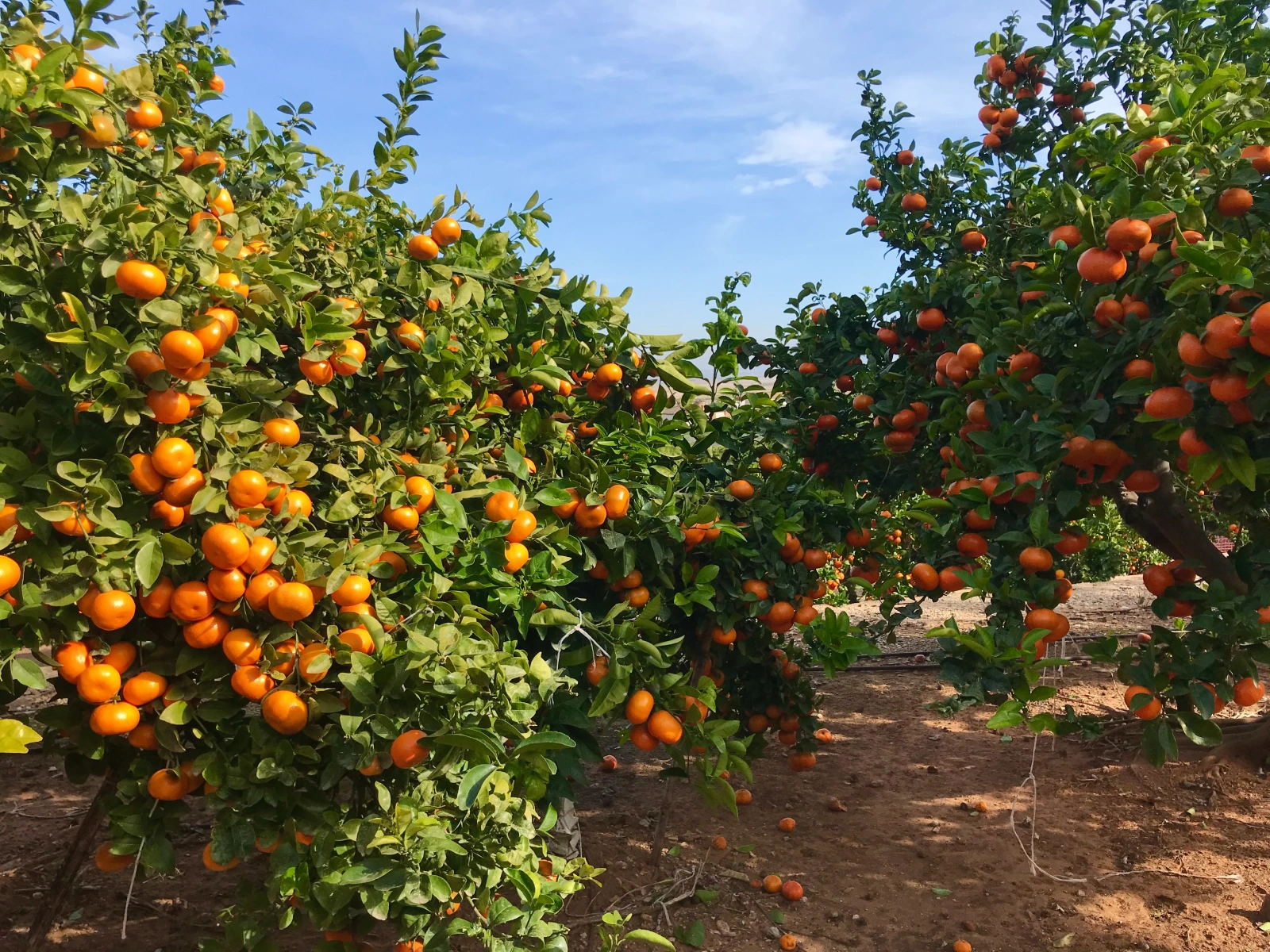 Mandarinas recién cogidas